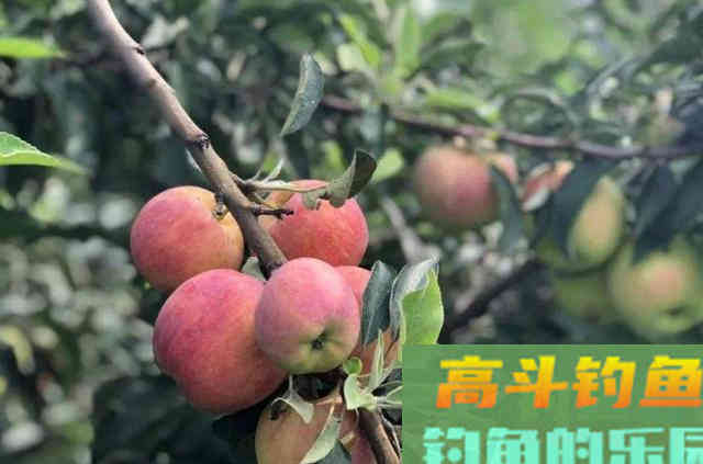 不吹不黑，治服草鱼唯独这钓法才最管用