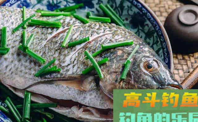 非洲鲫鱼到底有何，魅力让钓鱼人又爱又恨