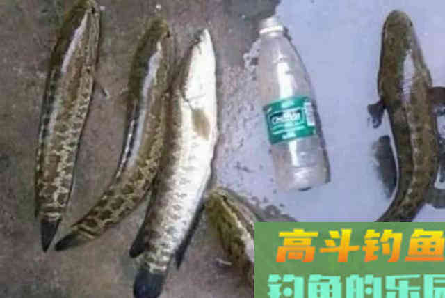 难怪黑鱼钓了一条又一条，原来老司机用了这绝活