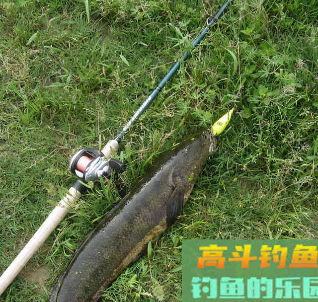 春天如何钓黑鱼，这些钓场要注意