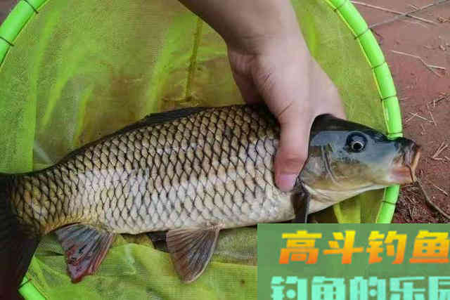 春天对付大鲤鱼，唯独这套路才最狠