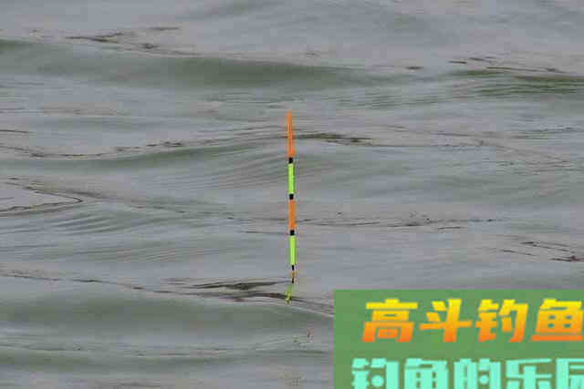 五至八度的冬天,到底还能不能钓到鲢鳙 五至八度的冬天,到底还能不能钓到鲢鳙
