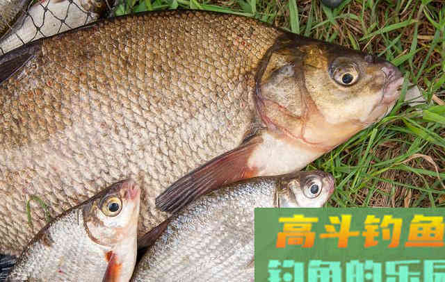 夏季水库这样钓鳊鱼,鱼口根本停不下来 夏季水库这样钓鳊鱼,鱼口根本停不下来