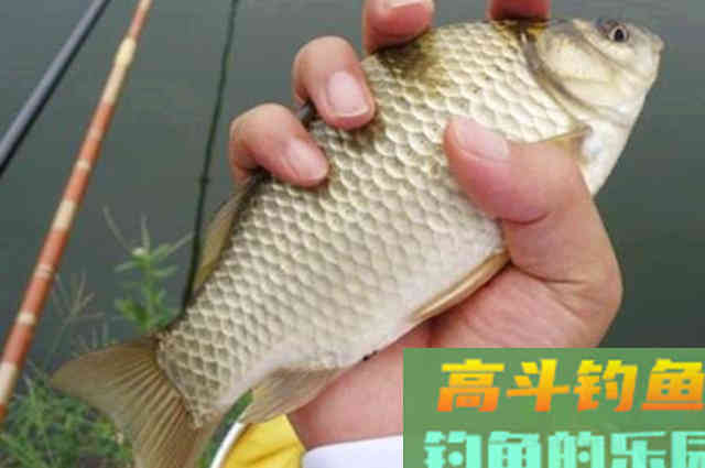 夏天只要有这鲫鱼钓法,一周至少钓五次,不信就试试 夏天只要有这鲫鱼钓法,一周至少钓五次,不信就试试