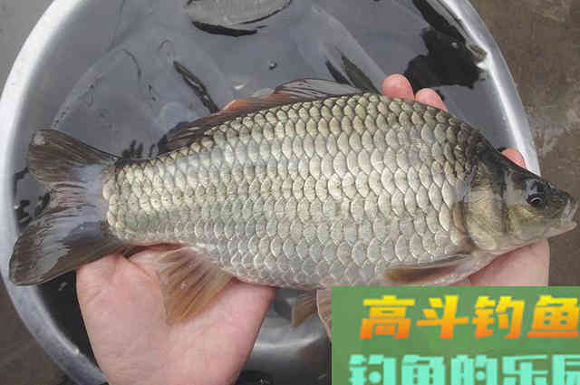 秋钓好鲫鱼不再难,学会这些神技即可 秋钓好鲫鱼不再难,学会这些神技即可