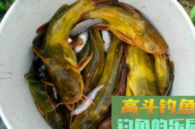 怪不得黄骨鱼钓了一尾又一尾,后悔才察觉这钓法 怪不得黄骨鱼钓了一尾又一尾,后悔才察觉这钓法