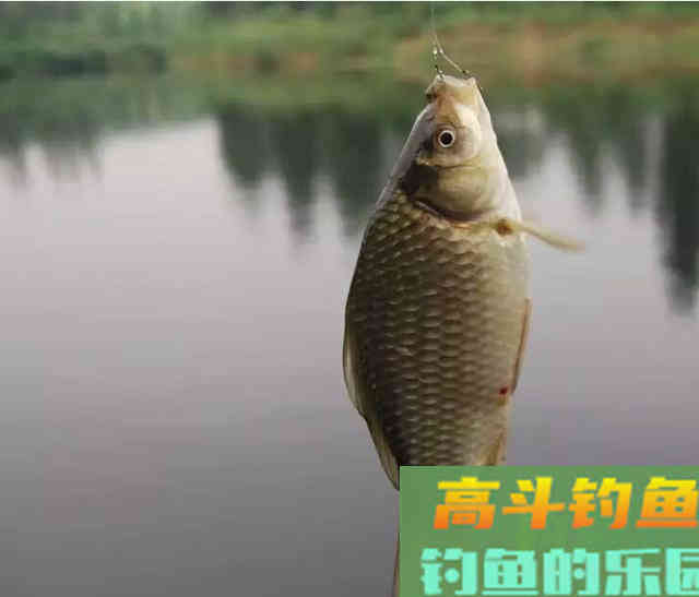 钓鲫鱼碰到大鱼吃钩怎么办？鱼竿、线组、鱼钩要搭配好