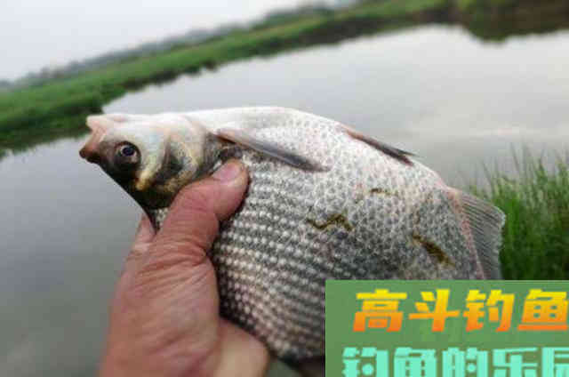 这鳊鱼钓法果然与众不同,抛竿入水就有口 这鳊鱼钓法果然与众不同,抛竿入水就有口