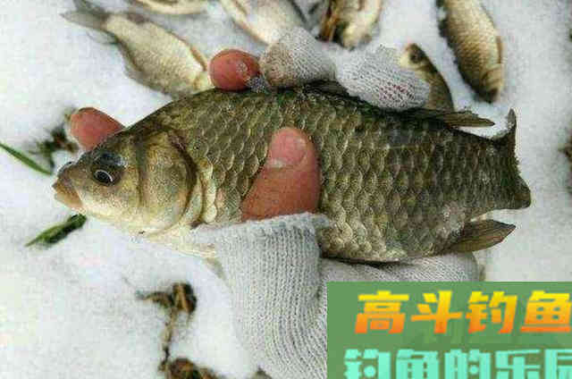 在冷天野钓鲫鱼时，泡沫饵的一些使用技巧以及加工方式