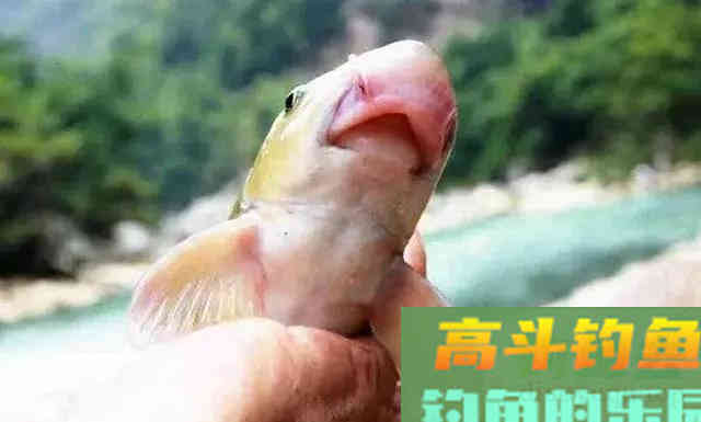 猪嘴鱼何时能重归而来 猪嘴鱼何时能重归而来