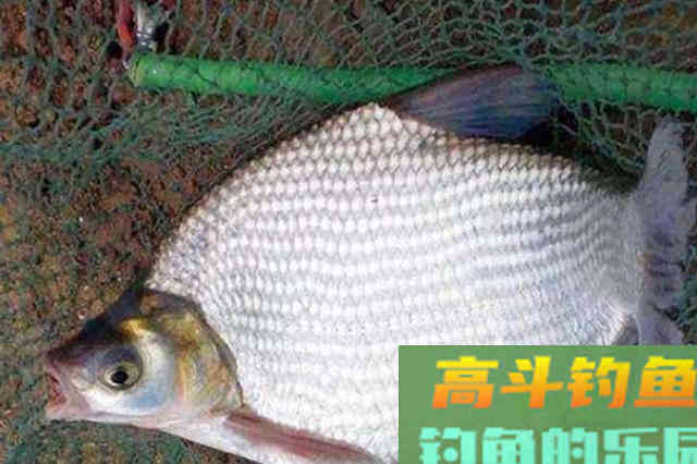 秋钓鳊鱼大有讲究！二十年老司机再次透露绝招