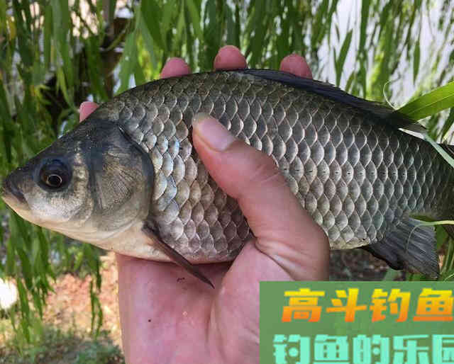 用这种笨办法，立刻区别土鲫、银鲫和工程鲫