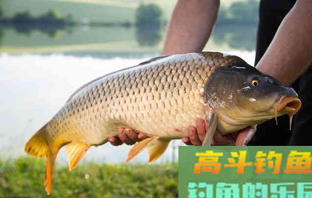野钓鲤鱼，抓住它的这几个习性有口必中