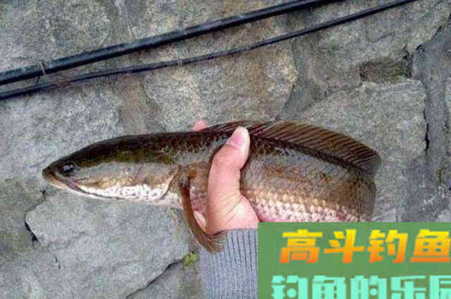 天气热，黑鱼才最不好钓？学会这3招比什么都重要