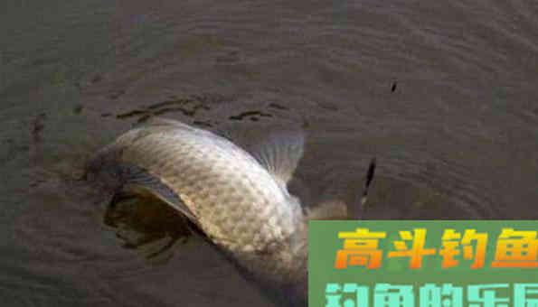 散塘垂钓，鲫鱼吃口轻，针对轻口鱼垂钓要注意