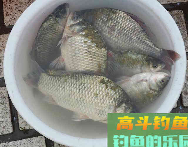 冬季鲫鱼怎么钓？长竿短线才是王道