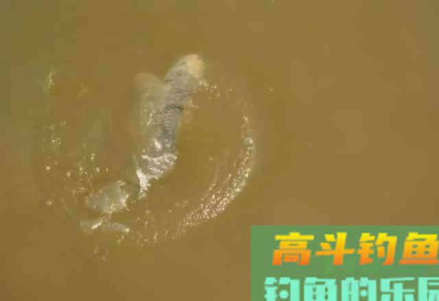 冬钓出现这种漂相，可是小鱼闹窝，是进窝的鲤鱼在涮饵