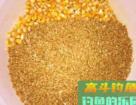 野钓时，大小鲫鱼都进窝，有什么办法只钓大鲫