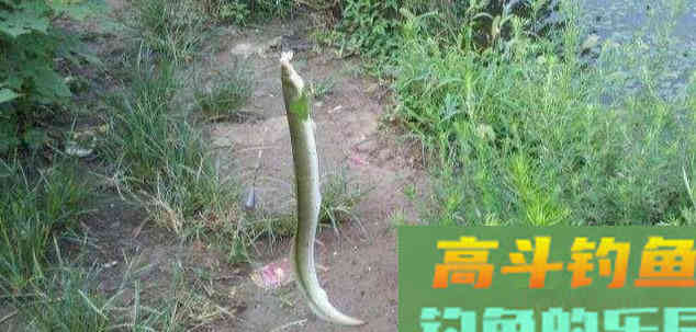 寿命50年的鳗鱼，产卵一次便死亡，要如何钓