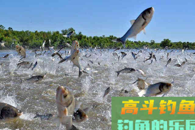 娇小麦穗鱼，已成功&ldquo;入侵&rdquo;34国！欧洲成了&ldquo;重灾区&rdquo;？