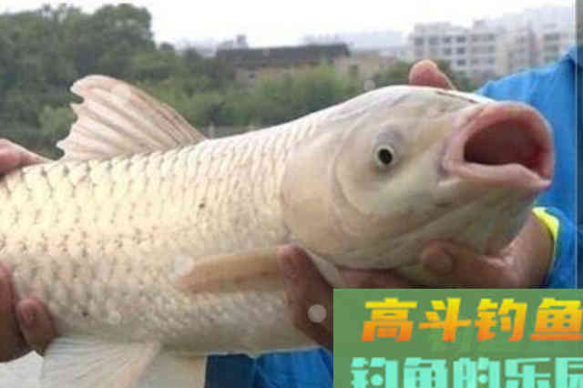 春季一到，不料这草鱼钓法特管用