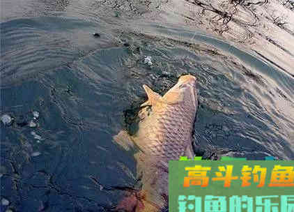 钓鲤鱼搭配鱼饵和溜鱼手法 钓鲤鱼搭配鱼饵和溜鱼手法