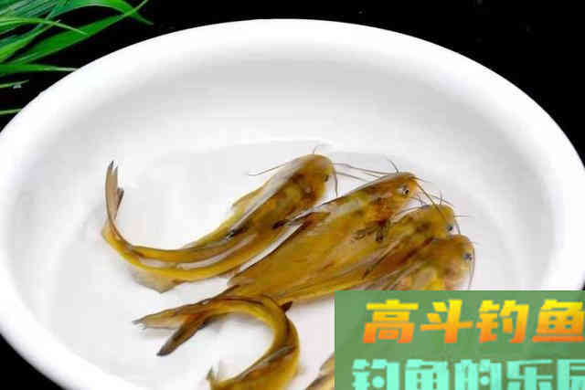 说实话，收拾黄辣丁我只服这钓法
