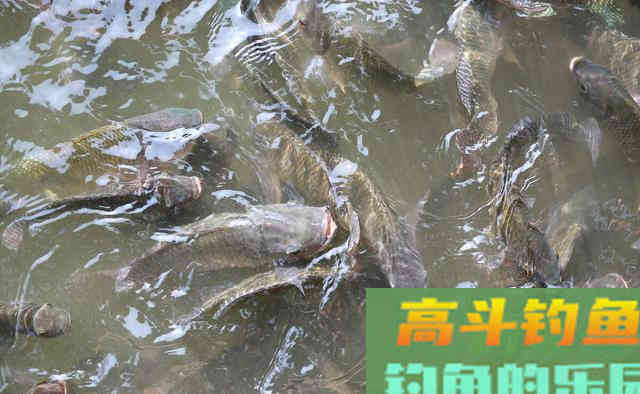 入侵我国河流的罗非鱼,到底有多可怕 入侵我国河流的罗非鱼,到底有多可怕