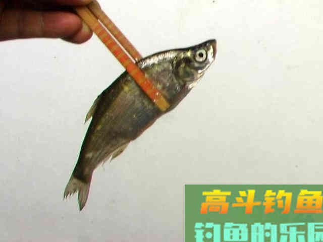这种小翘嘴鱼长不大吗?有人叫它撅嘴鲢 这种小翘嘴鱼长不大吗?有人叫它撅嘴鲢