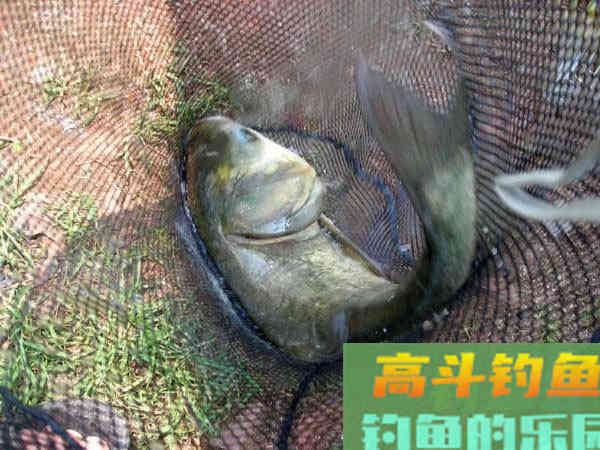 老司机分享多年钓鲢鳙的经验 老司机分享多年钓鲢鳙的经验