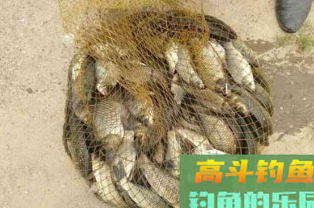 夏天一热,我就用这钓法征服板鲫 夏天一热,我就用这钓法征服板鲫