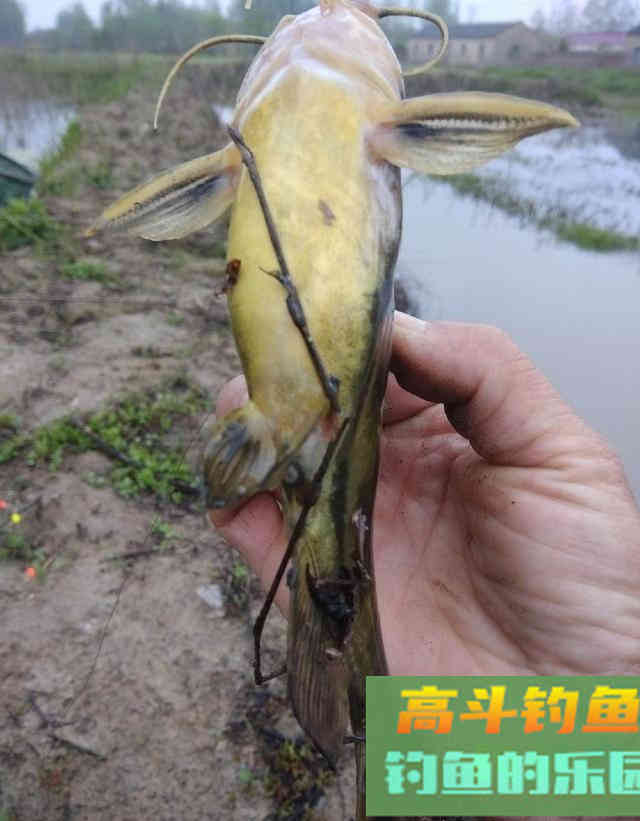 垂钓黄颡鱼,用女士丝袜打窝诱鱼 垂钓黄颡鱼,用女士丝袜打窝诱鱼