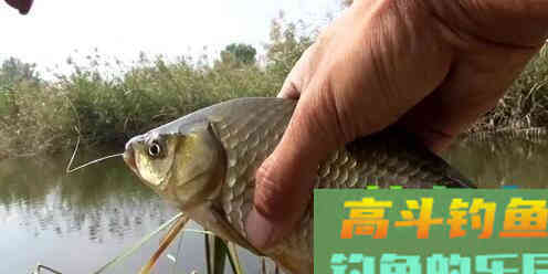 小鲫鱼闹窝，该怎么绕开小鲫鱼钓大板鲫？