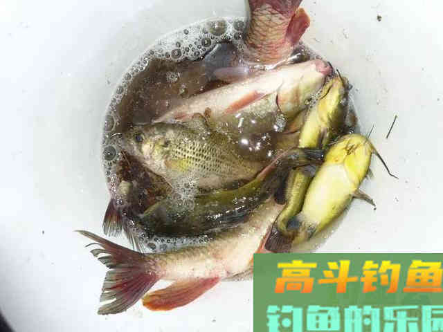 两小时钓80多条！小太阳鱼在北方多地泛滥