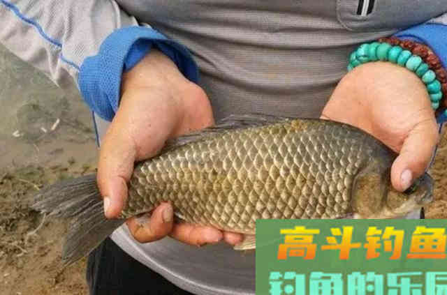 为啥你每次钓大板鲫都不过瘾