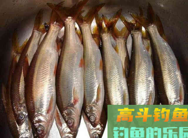 嘴巴小尾巴黄，3两重的冲劲很大，这鱼该如何垂钓