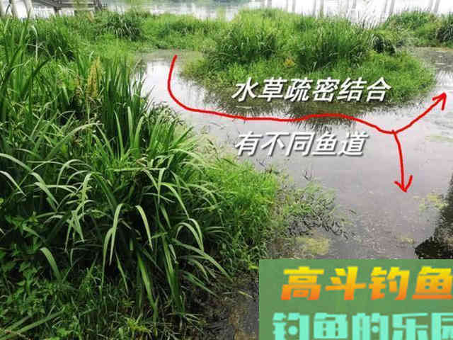 谁说大草鱼难钓?从四个方面探究,分享三种钓法 谁说大草鱼难钓?从四个方面探究,分享三种钓法