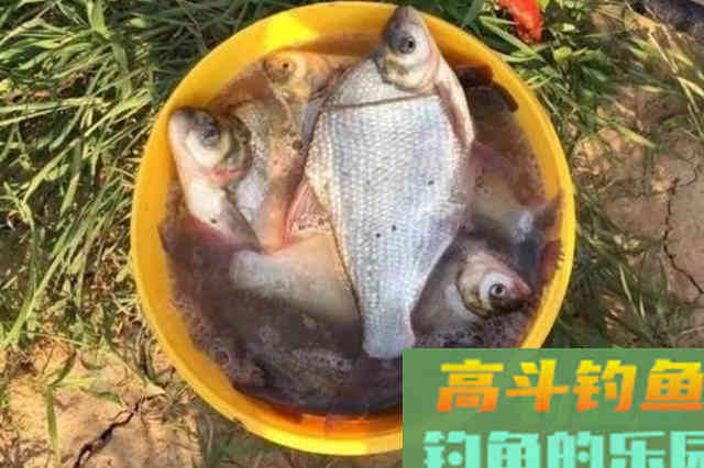 别瞧鳊鱼小,如果没这百试不爽的钓法,休想爆护 别瞧鳊鱼小,如果没这百试不爽的钓法,休想爆护