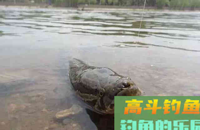 秋分以至,黑鱼在哪里?如何钓好黑鱼 秋分以至,黑鱼在哪里?如何钓好黑鱼
