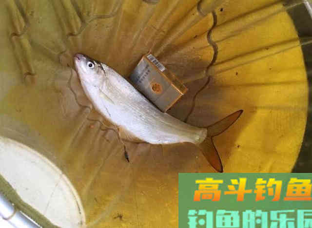 嘴巴小尾巴黄，3两重的冲劲很大，这鱼该如何垂钓