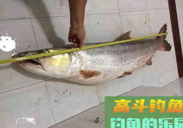 被公认为淡水霸主的鳡鱼，本该无敌于淡水鱼类，却已日渐减少