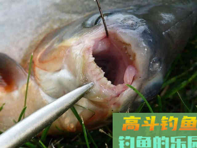 垂钓淡水白鲳，的用饵、钓具选择与钓法技巧