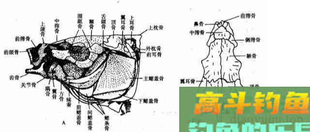 野钓鲤鱼，黑漂才提竿，已吞钩的鲤鱼跑一半