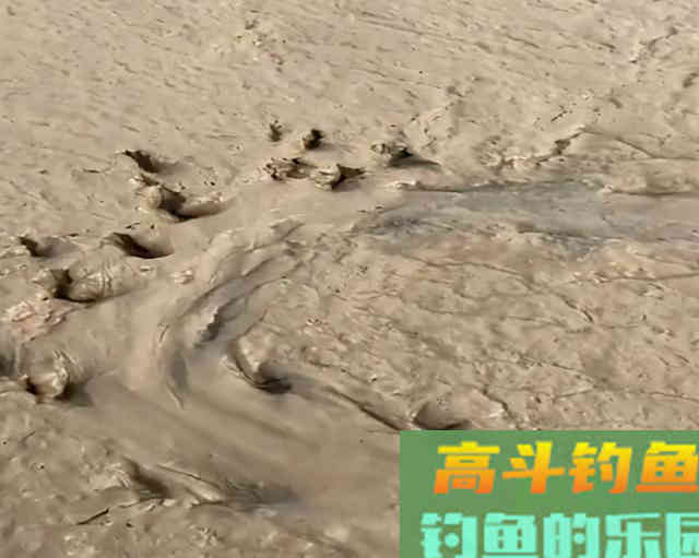 野生甲鱼难找不难钓，学会这两招，一找一个准
