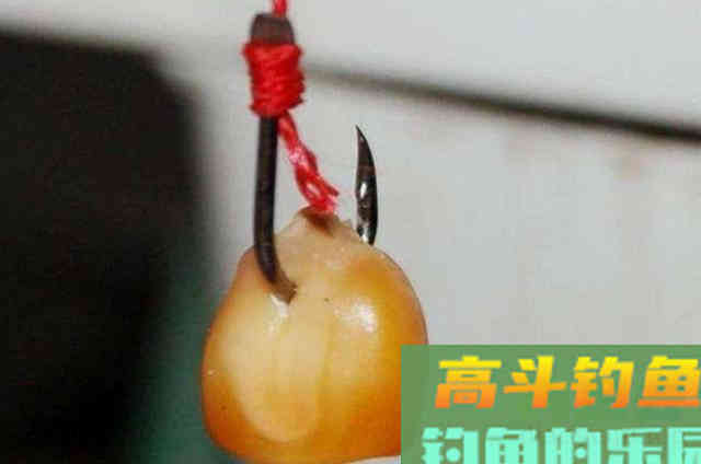狂拔大鲤鱼的惯用伎俩,一般人还真学不来 狂拔大鲤鱼的惯用伎俩,一般人还真学不来