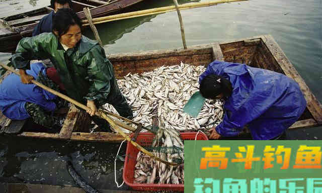 备受欢迎的黄河鲤鱼，却被南方人嫌弃