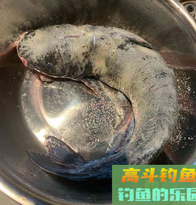 美国的叉尾鮰该如何垂钓?是否对本地鱼种构成威胁 美国的叉尾鮰该如何垂钓?是否对本地鱼种构成威胁