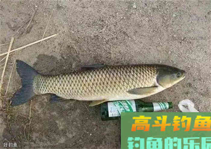 老钓友分享如何用草来钓大草鱼