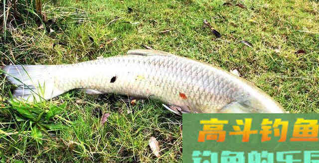 钓到大青鱼，原塘主要200块，钓友把鱼踢入水中