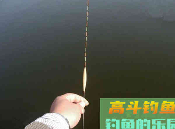 钓鲢鳙为什么老是锚鱼？我来告诉你真相